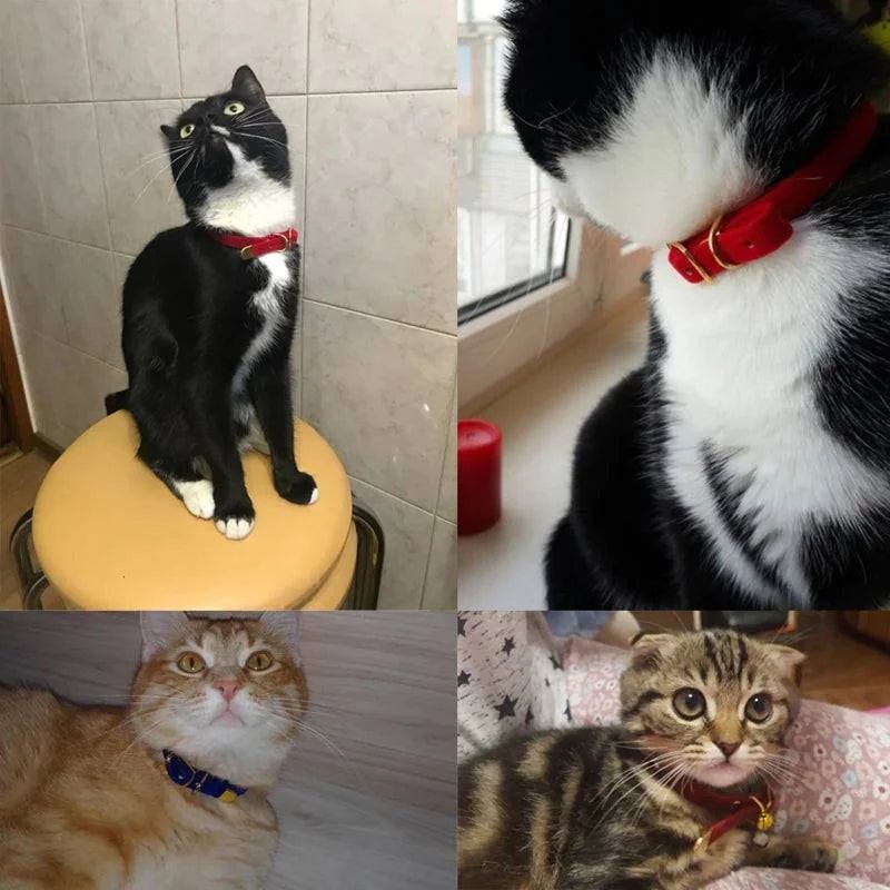 Cat Collar - Skippy Dogs