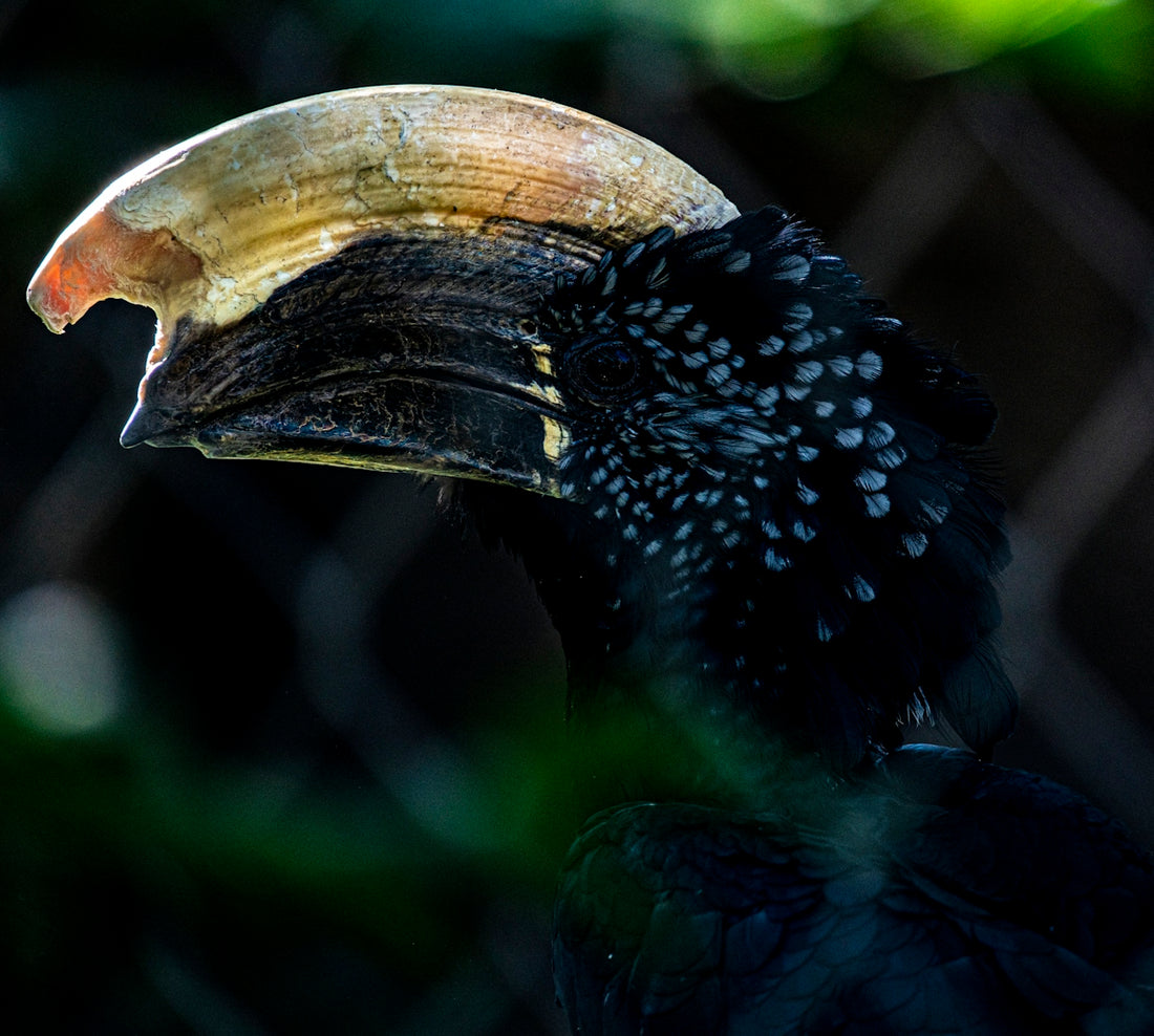 black bird