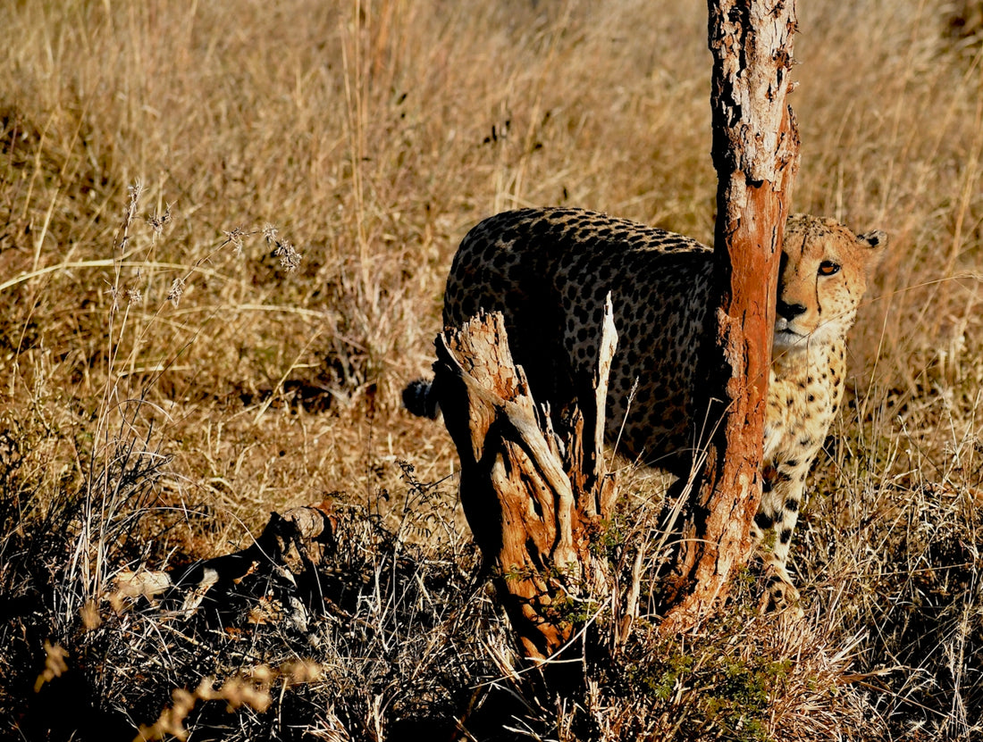brown and black leopard lying on brown grass during daytime