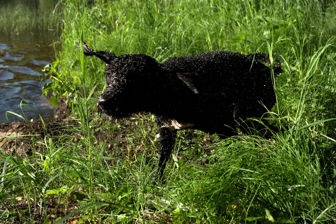 black short coat medium sized dog on green grass field during daytime