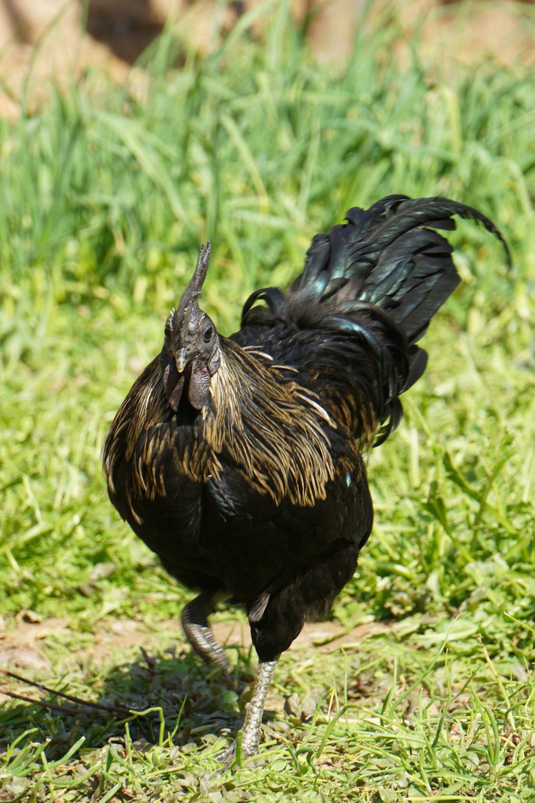 a black and brown rooster standing on top of a grass covered field