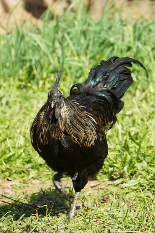 a black and brown rooster standing on top of a grass covered field