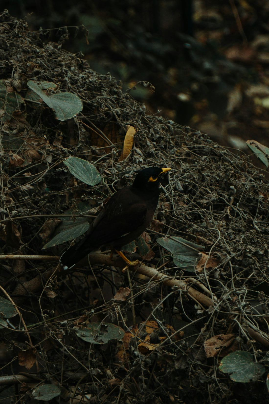 a black bird sitting on top of a pile of leaves