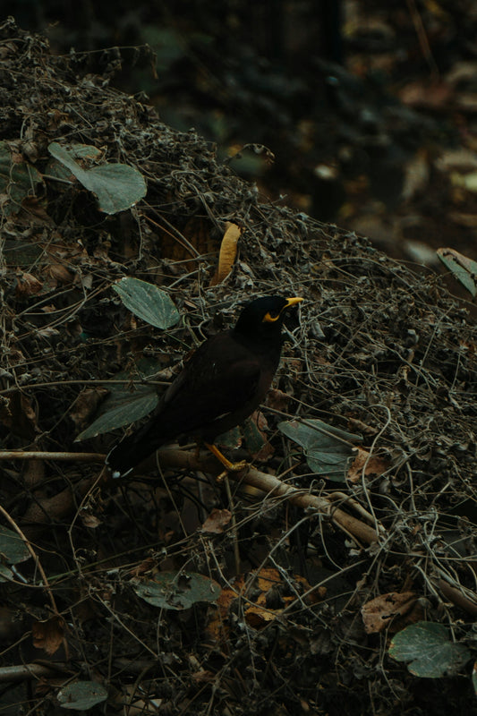 a black bird sitting on top of a pile of leaves