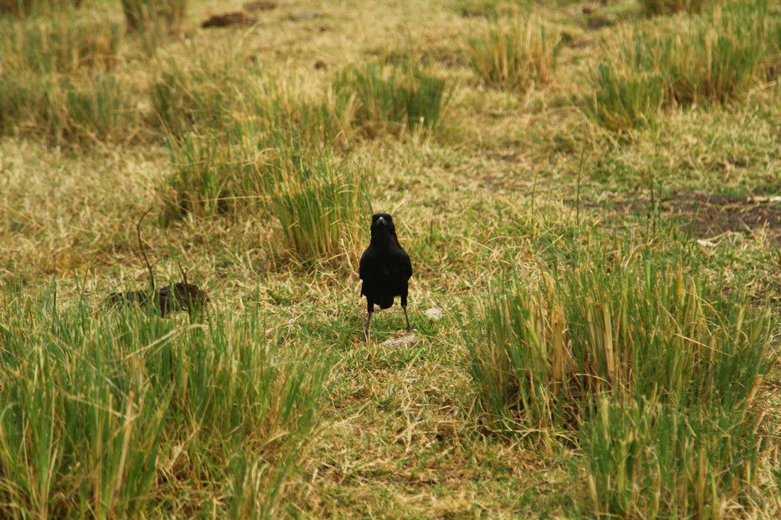 a small black bird standing in a grassy field