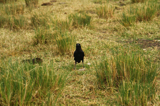 a small black bird standing in a grassy field