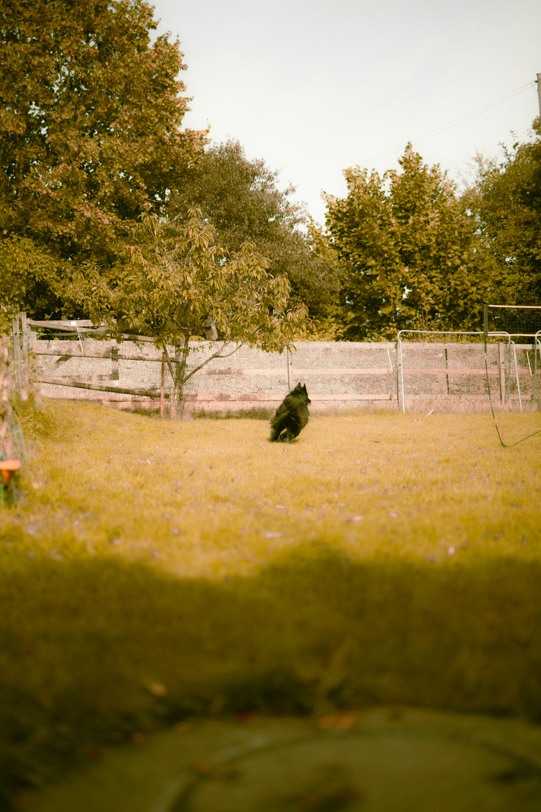a black bear in a fenced in area