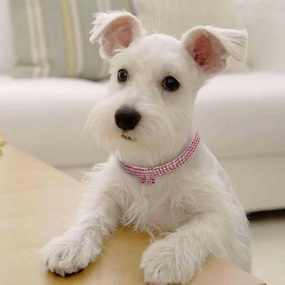 Rhinestone Dog Collar w/ Crystal Bling.
