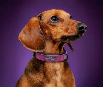 Dog Tag Identity Card Customization - Skippy Dogs