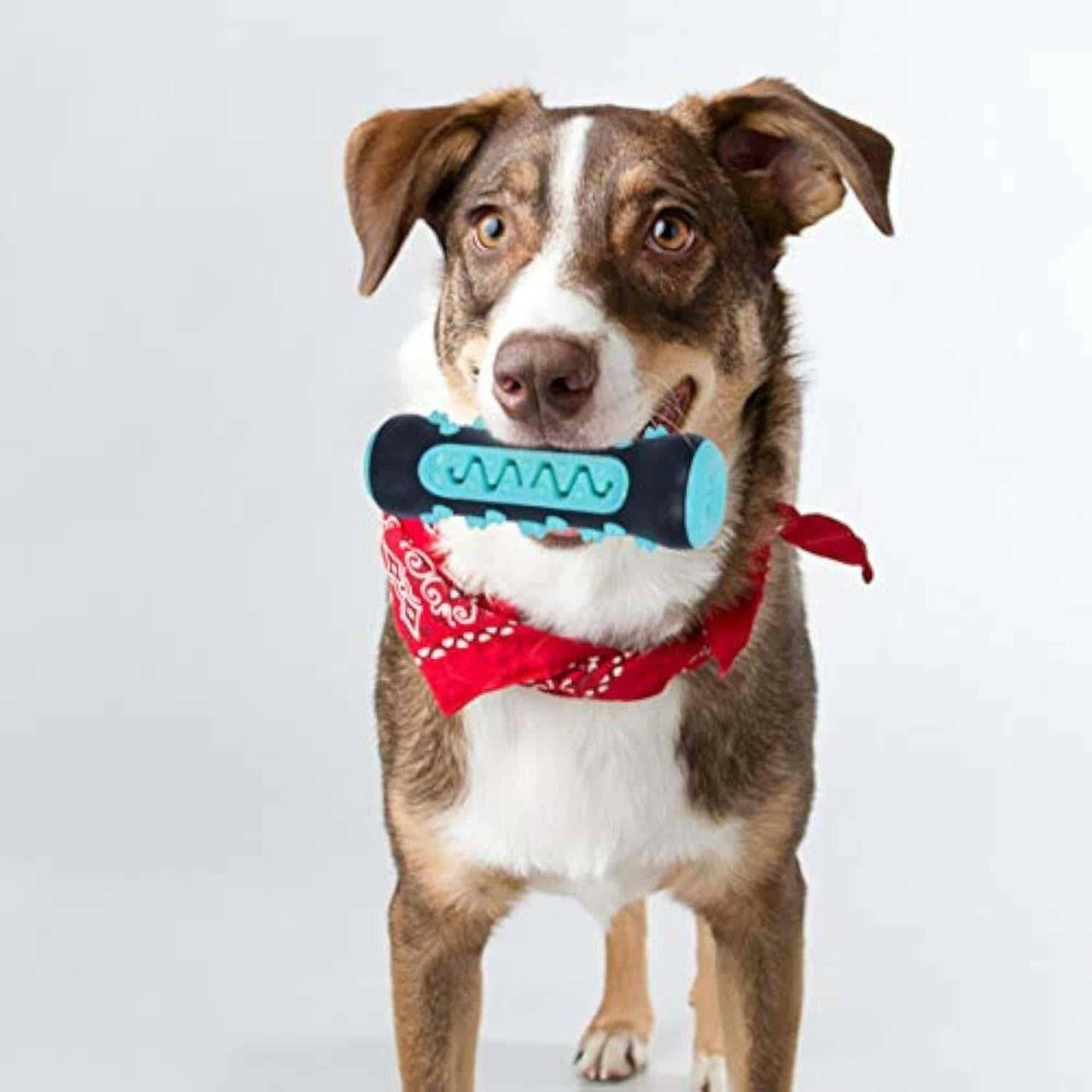 Dog Toothbrush Chew Toy.