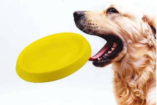 Pet Dogs Throwing Plastic Toys.
