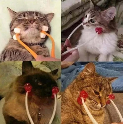 Pet Massager.