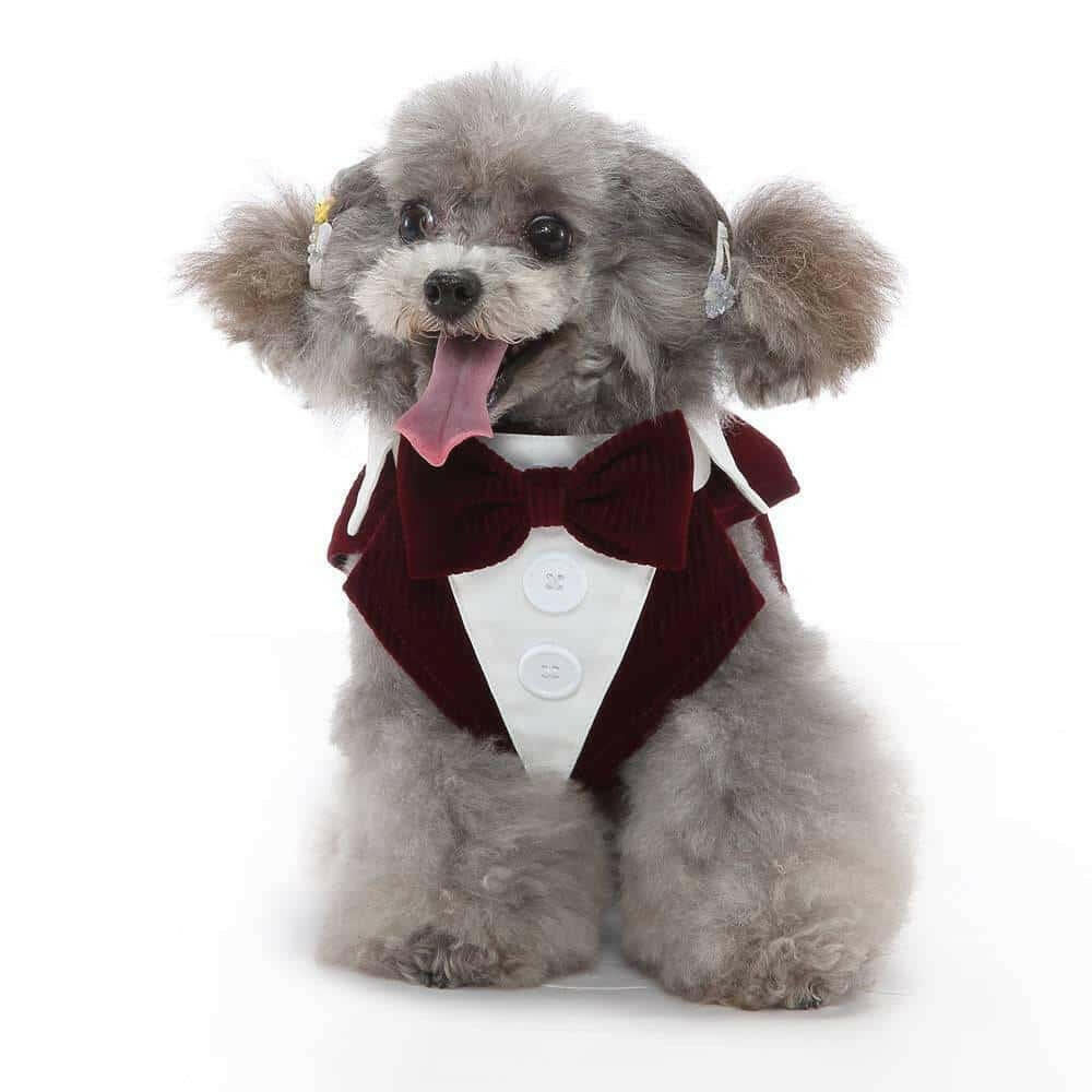 Pet Supplies Clothing Dog Dress Tuxedo.