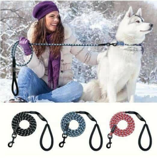 Small, medium and large dogs climbing ropes.